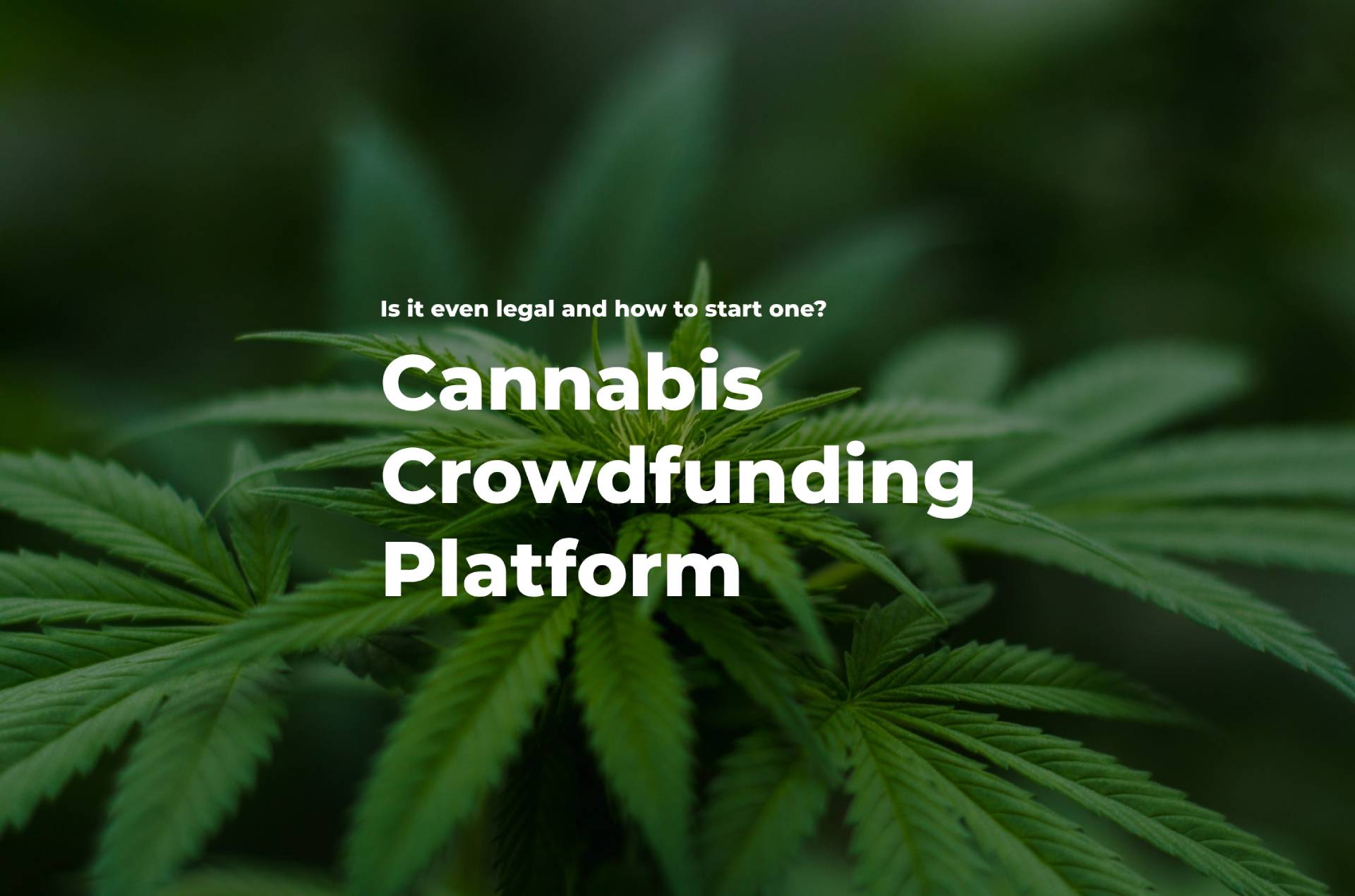 Cannabis Crowdfunding: A Viable Business Model?